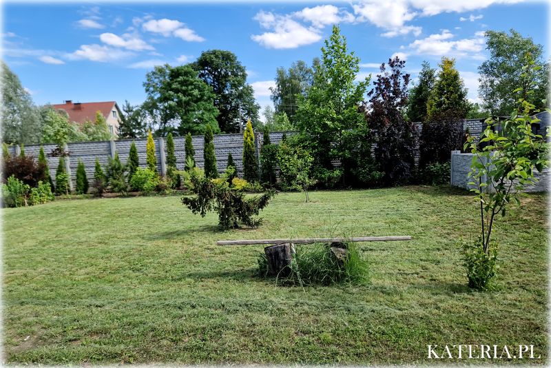 Tylny ogród w kocim hotelu Kateria w czasie lata