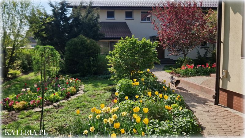Hotel dla kotów Kateria otoczenie