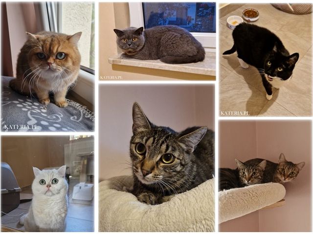 Hotel cat guests in pet hotel Kateria