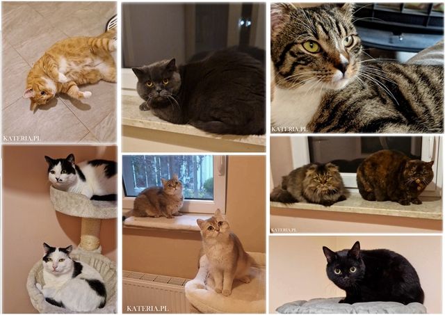 Hotel cat guests in pet hotel Kateria