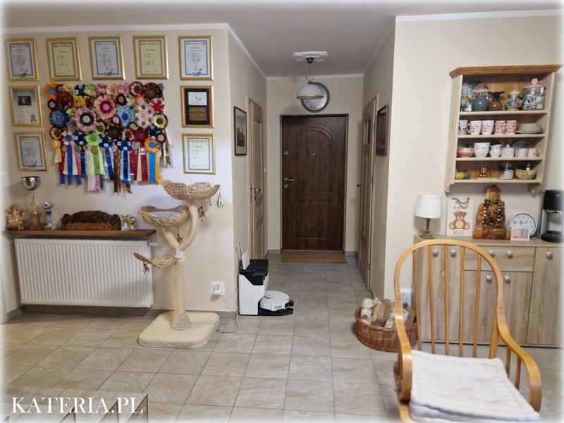 Recepcja w hotelu dla kotów Kateria